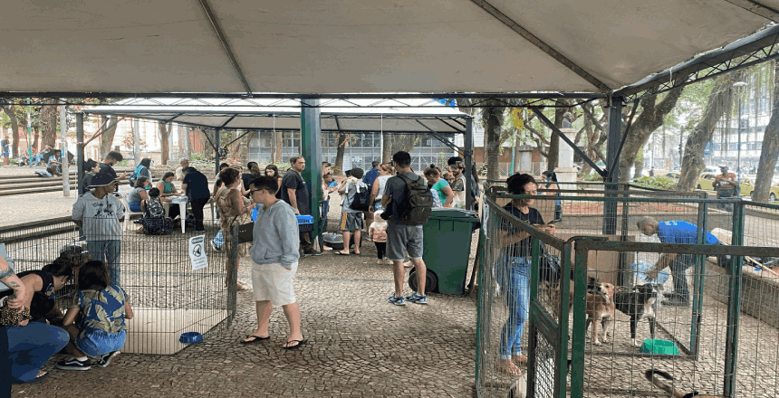 Evento de adoção