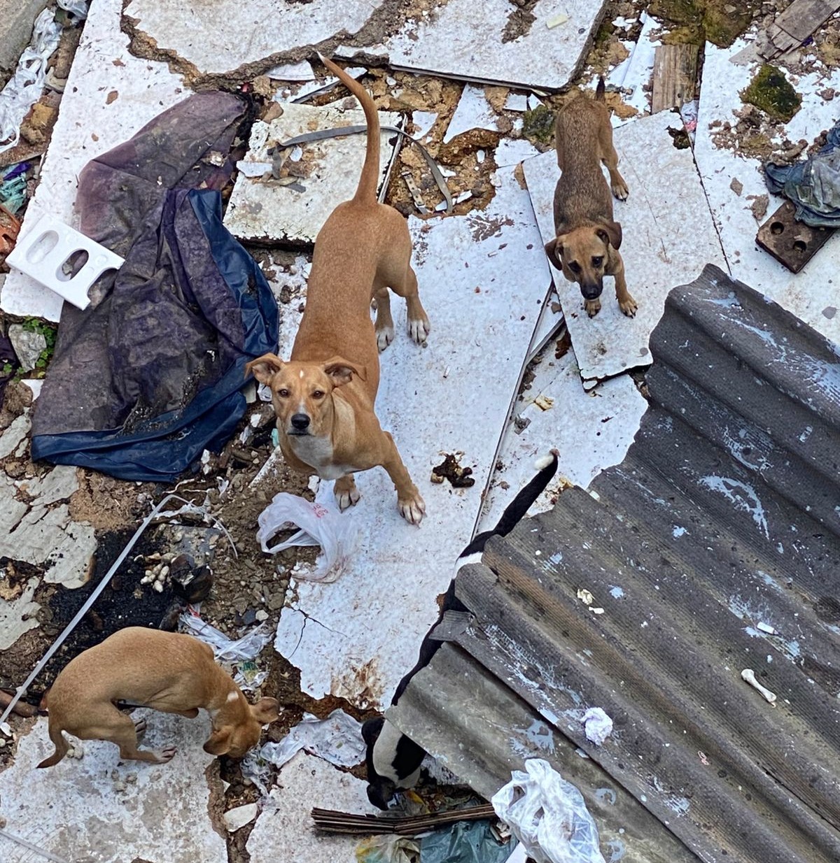 Oito cães são encontrados em ambiente insalubre no bairro São Judas Tadeu