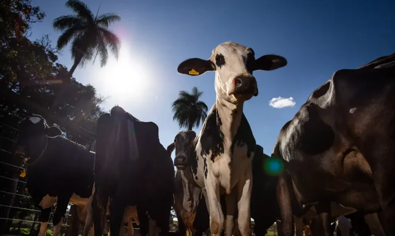 Bois - Vacas - por Wenderson Araújo