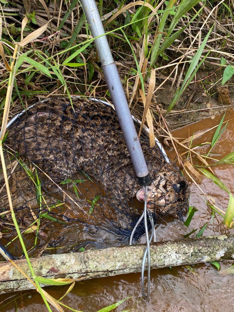 Jaguatirica atropelada é resgatada após buscas com drone térmico em Juiz de Fora 2
