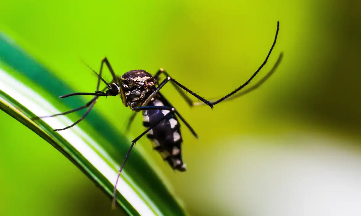 Mosquito da Dengue 3