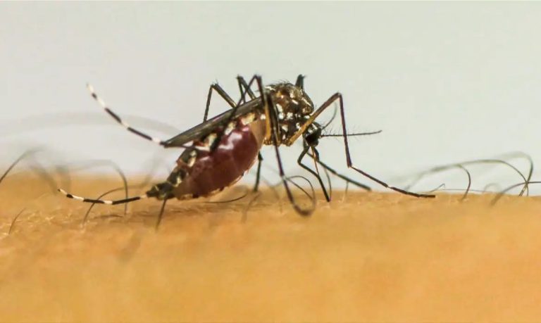 Mosquito da Dengue