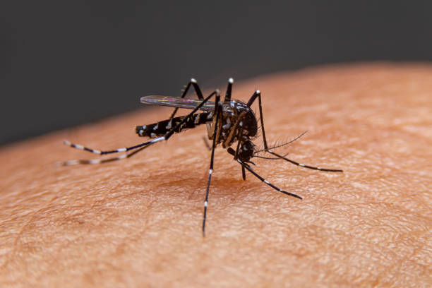 Mosquito da Dengue - Imagem ilustrativa