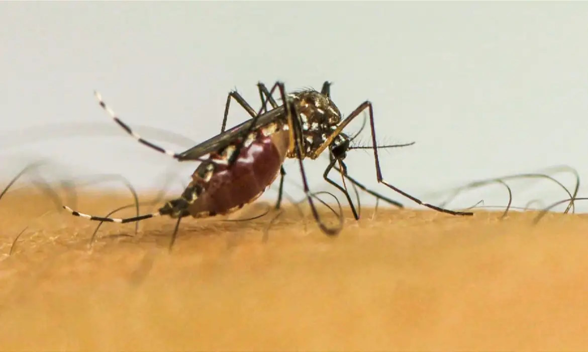 Mosquito da Dengue