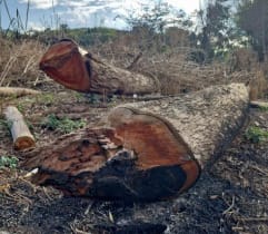 Polícia Civil conclui investigação sobre incêndio em vegetação e indicia homem em Juiz de Fora