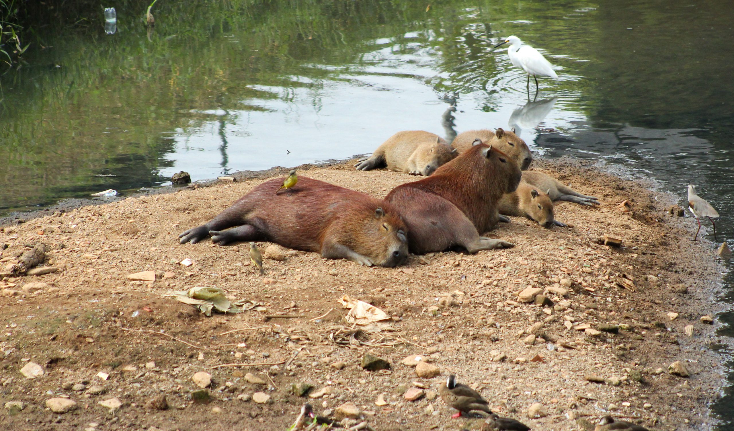 Capivara - por João Gabriel