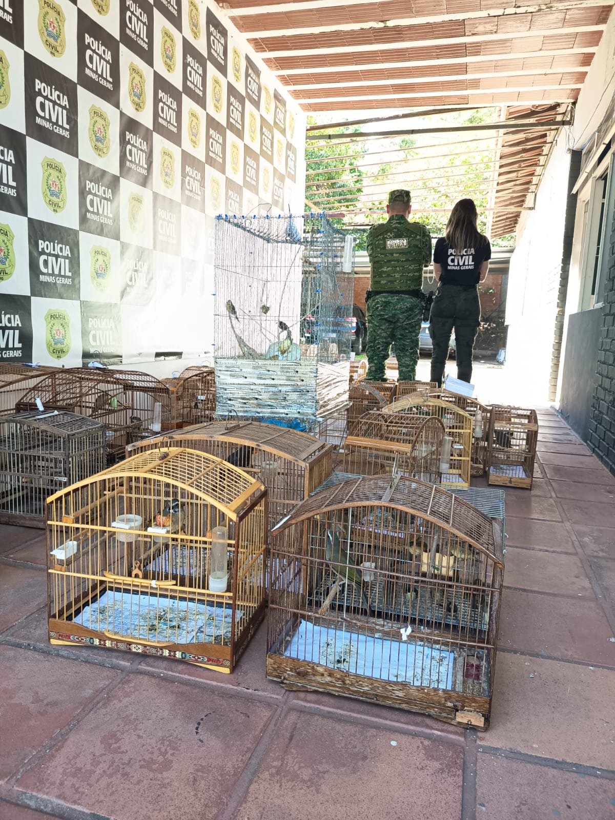Operação apreende mais de 150 aves silvestres e prende suspeitos na Zona da Mata