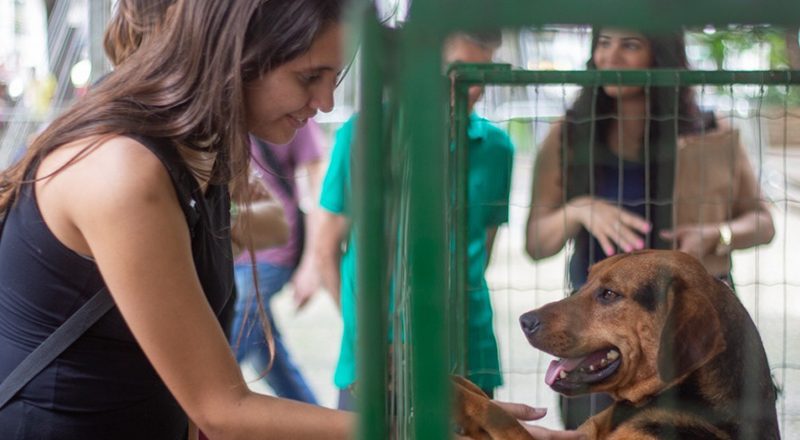Parque Halfeld recebe nova edição da campanha de adoção de cães e gatos neste sábado