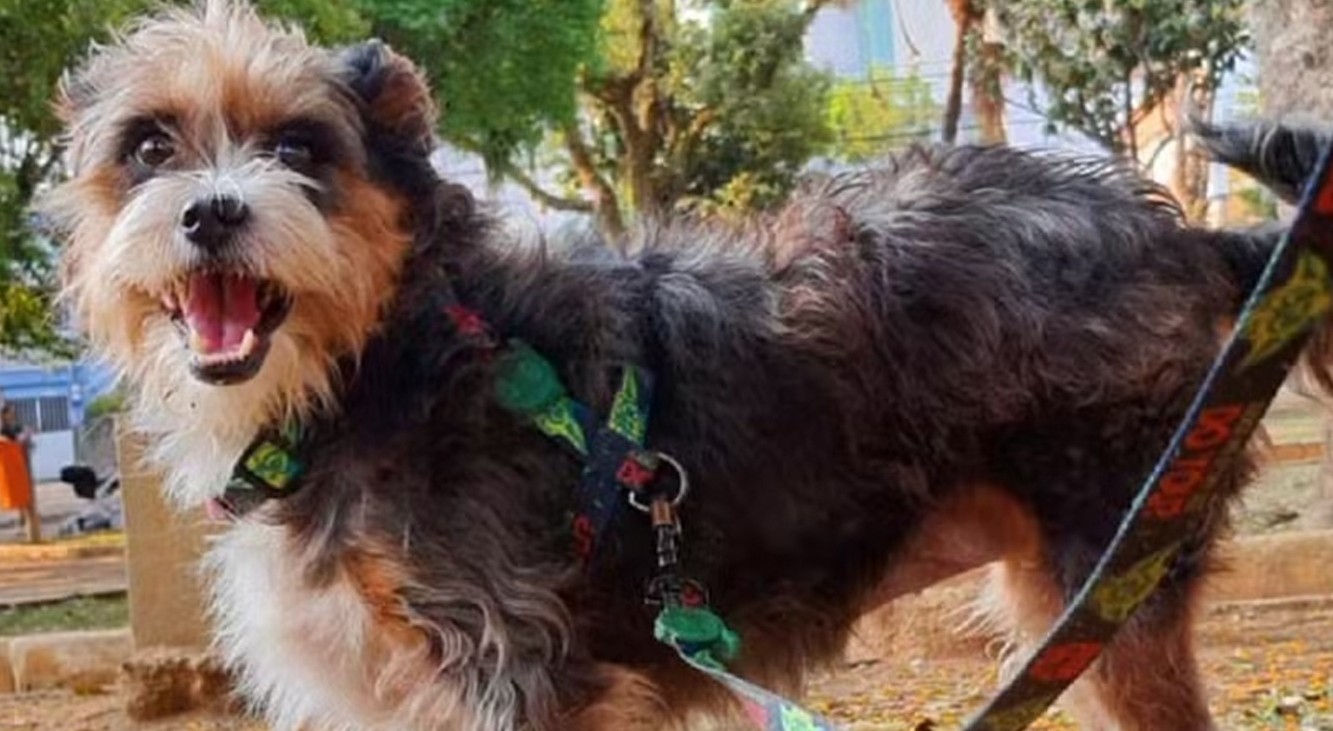 Câmara promulga lei que cria punições para danos provocados por cães em Juiz de Fora