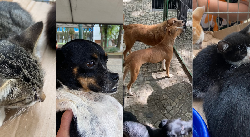 Evento reúne adoção responsável e vacinação gratuita de animais em Juiz de Fora