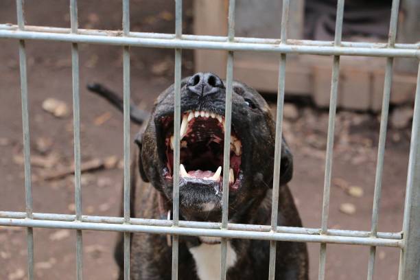 Idoso sofre ataque de pitbull em Rio Novo e tutor acaba preso em flagrante