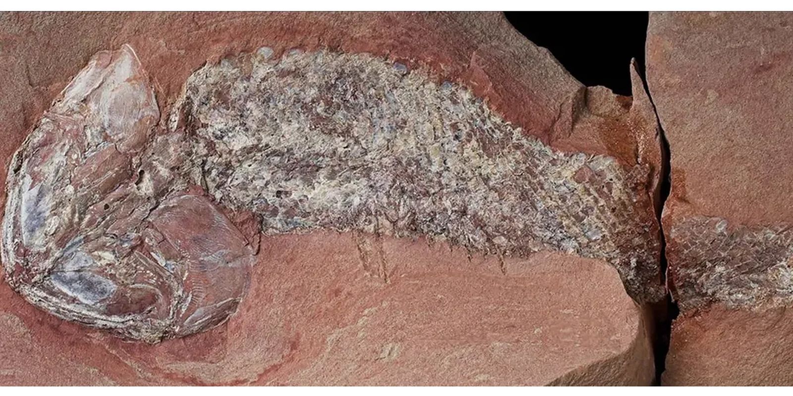 Estudo mostra fóssil de peixe pré-histórico encontrado em Mato Grosso — Imagem: Agencia Brasil