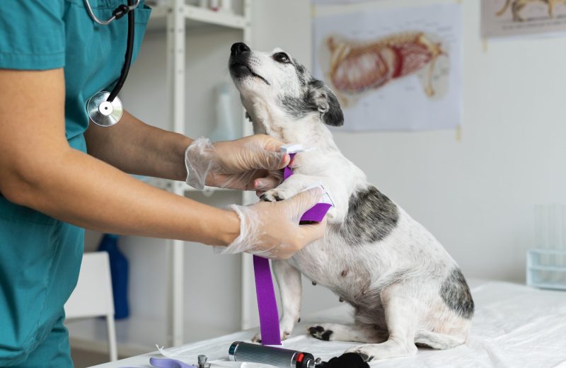 Médico-Veterinário da Família na Equipe Multiprofissional na Atenção Primária