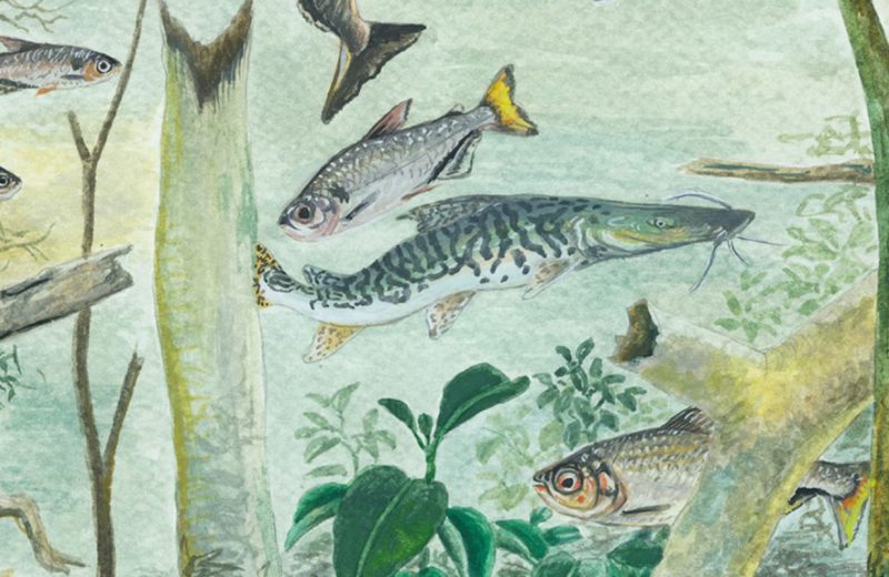 Amazônia tem mais de 2,7 mil espécies de peixes, aponta estudo