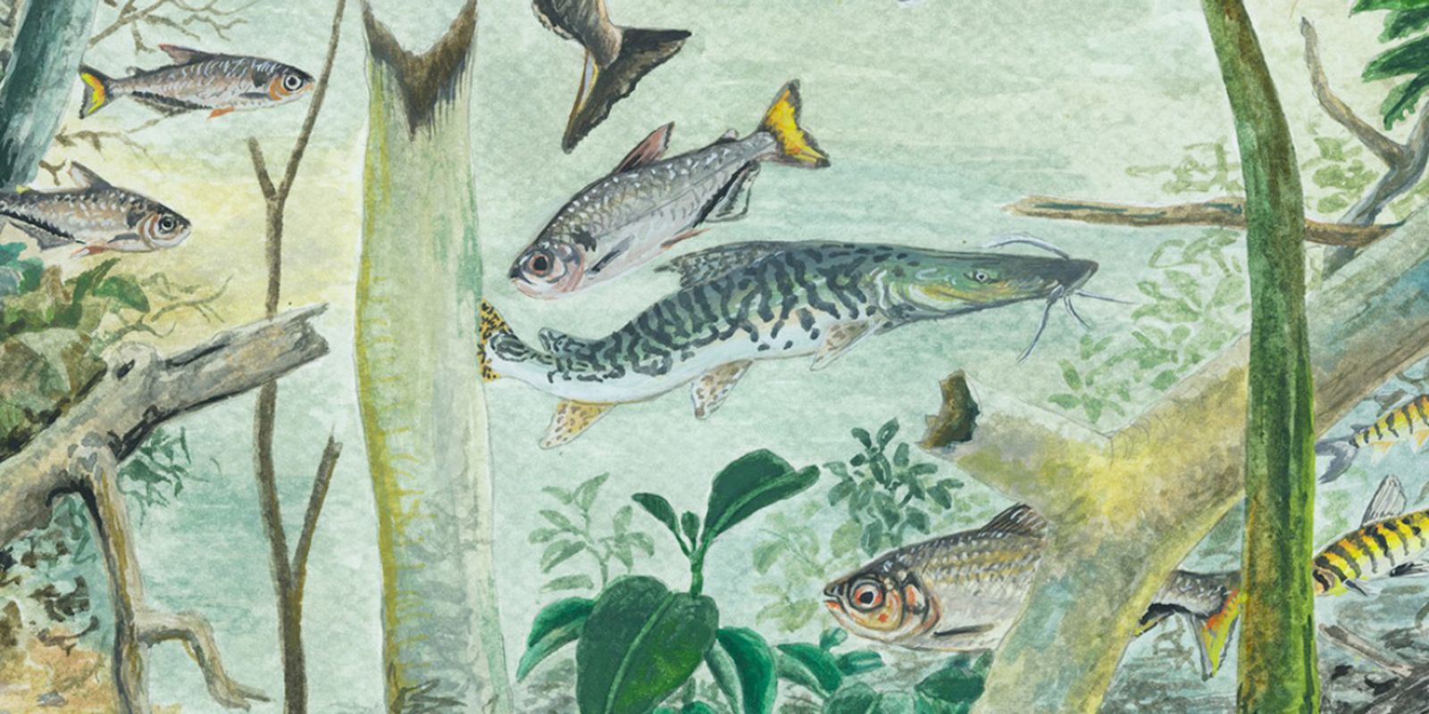 Amazônia tem mais de 2,7 mil espécies de peixes, aponta estudo — Imagem: Agencia Brasil