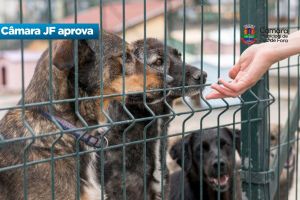 Câmara JF aprova – Mais recursos para a Secretaria de Bem-Estar Animal
