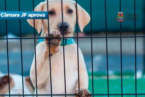 Câmara JF aprova - Mudança na destinação de multas — Imagem: Camara Municipal de Juiz de Fora