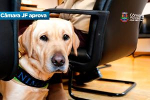Câmara JF aprova – Política Municipal de Serviços Assistidos por Animais