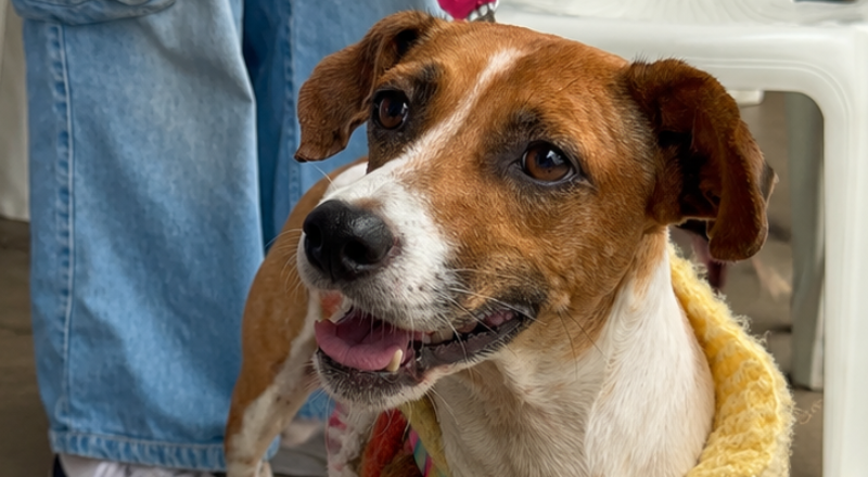 Campanha antirrábica imuniza mais de 36 mil animais em Juiz de Fora; nova etapa acontece em 7 de novembro