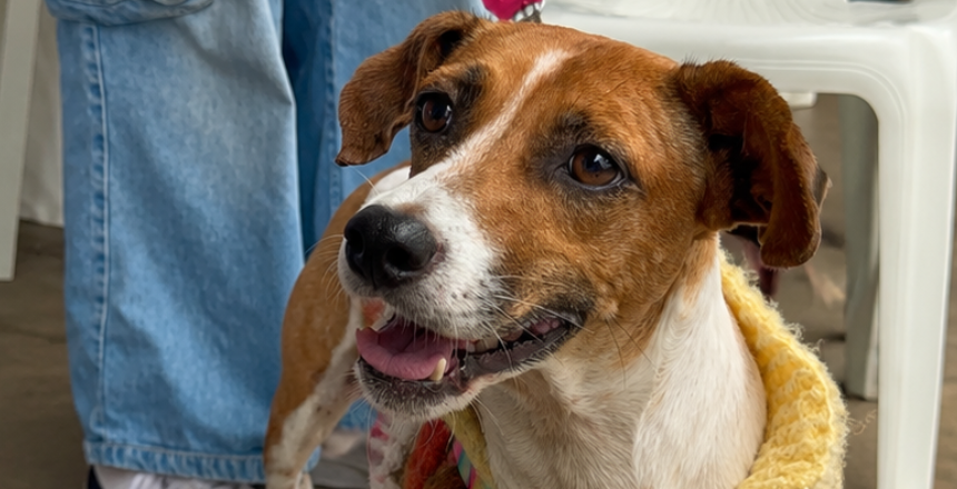 Campanha antirrábica imuniza mais de 36 mil animais em Juiz de Fora; nova etapa acontece em 7 de novembro — Imagem: Prefeitura de Juiz de Fora