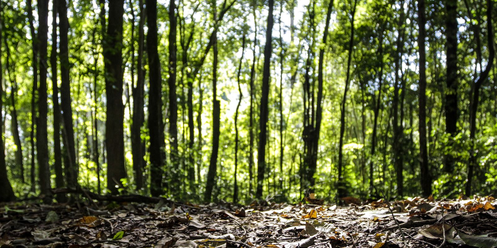 Produção florestal no país alcança recorde de R$ 47,9 bilhões em 2025 — Imagem: Agencia Brasil